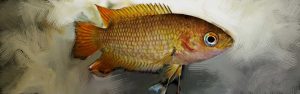 Belontia signata - Ceyloni tüskésszárnyú hal fejkép