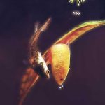 Pseudosphromenus cupanus - Törpe paradicsomhal ívás - 5