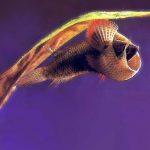 Pseudosphromenus cupanus - Törpe paradicsomhal ívás - 4
