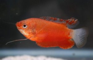 Trichogaster labiosa - Ajakos gurámi 'Red'