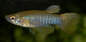 Aplocheilichthys spilauchen - Csíkos fénylőszemű hal