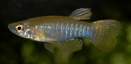 Aplocheilichthys spilauchen – Csíkos fénylőszemű hal