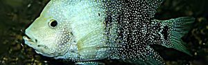 Herichthys cyanoguttatus - Gyöngyházsügér fejkép
