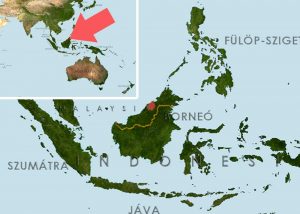 Betta macrostoma - Brunei harcoshal elterjedési területe (Map)
