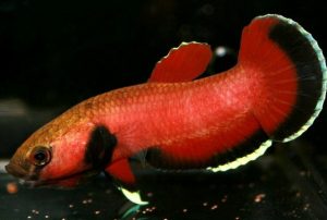 Betta channoides - Kígyófejű harcoshal