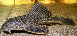 Pterygoplichthys pardalis - Óriás algaevő hal