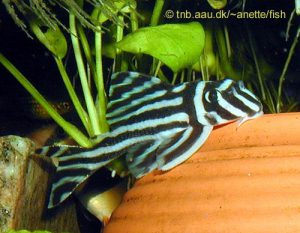 Zebraharcsa - Hypancistrus zebra L46