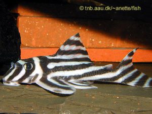 Zebraharcsa - Hypancistrus zebra L46