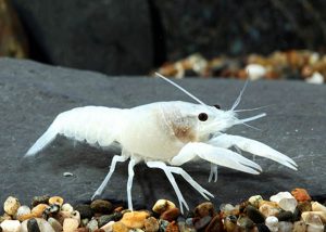 Hórák - Procambarus clarkii -White-