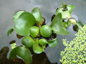 Lila vízijácint - Eichhornia crassiceps