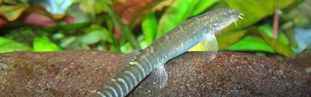 Aborichthys elongatus – Rubinfarkú homokicsík