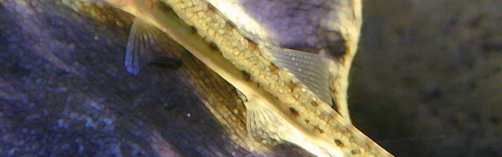Acantopsis dialuzona – Lófejű csík