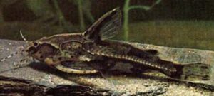 Platydoras hancockii - Tüskés morgóharcsa