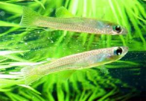 Foerschichthys flavipinnis - Sárgafarkú fénylőszemű hal