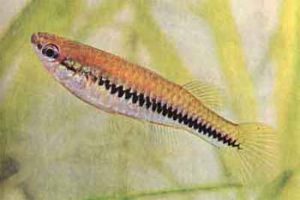 Lacustricola katangae - Feketesávos fénylőszemű hal