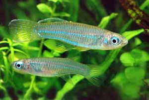Poropanchax luxophthalmus - Smaragd fénylőszemű hal