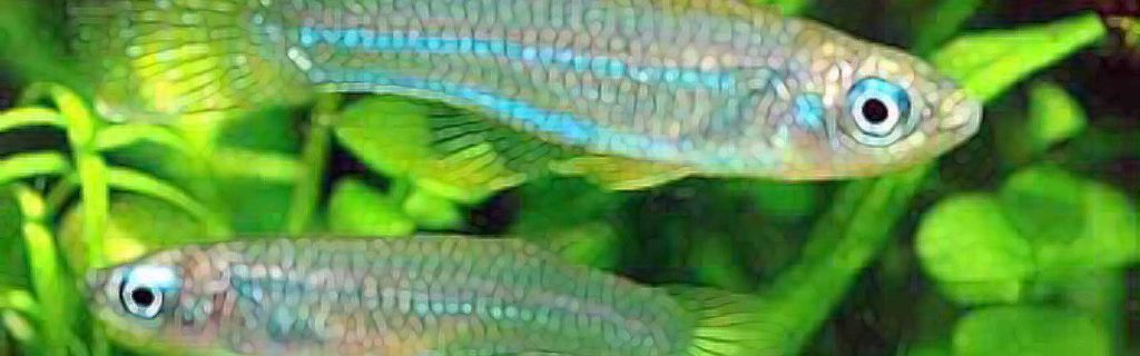 Poropanchax luxophthalmus – Smaragd fénylőszemű hal