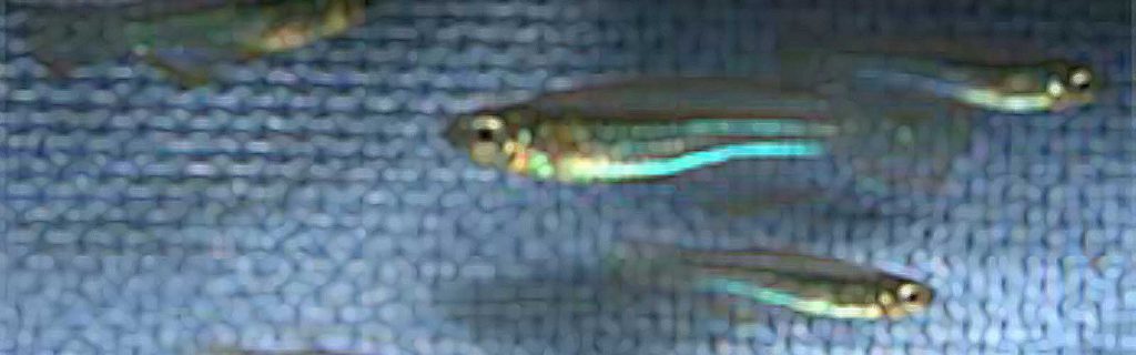 Poropanchax myersi – Kolibri fogasponty