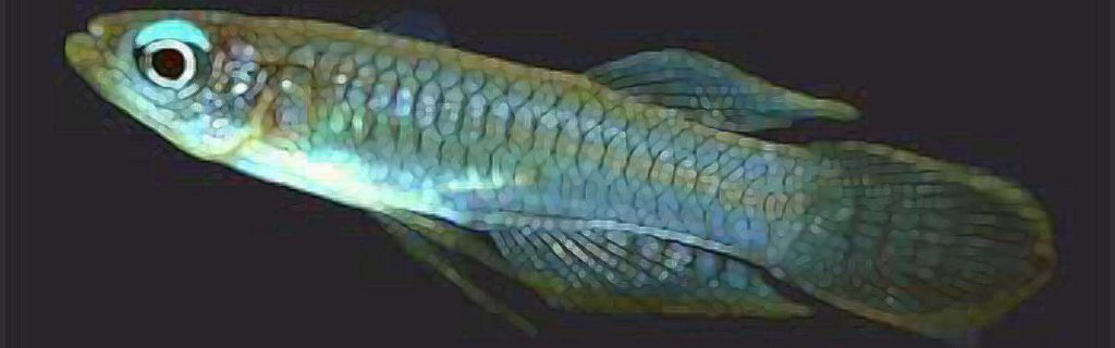 Poropanchax normani – Norman fénylőszemű hala