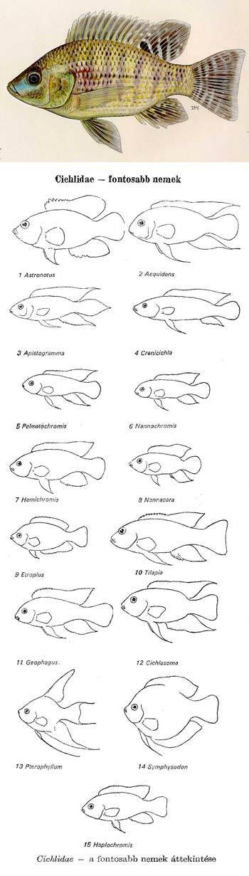 Bölcsószájú halak