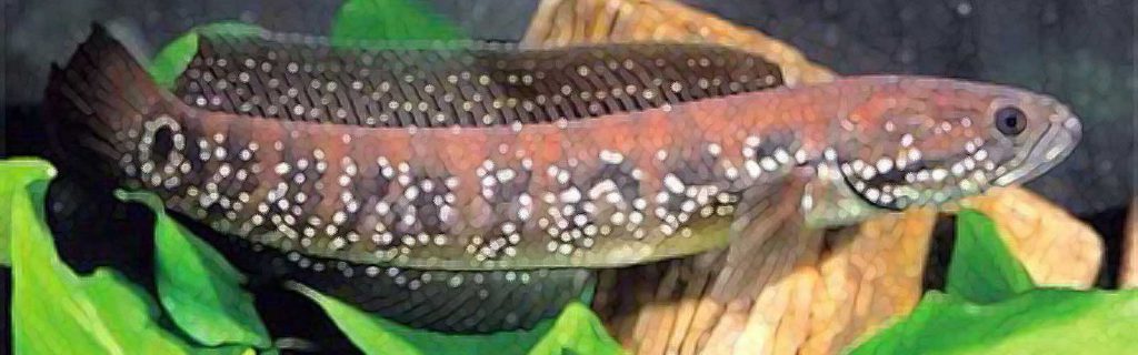 Channa asiatica – Kínai kígyófejű hal