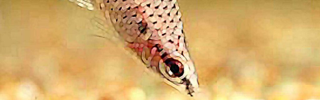 Chilodus punctatus – Pontozott fejenálló lazac