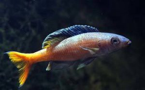 Cyprichromis leptosoma - Sárgafarkú lazacsügér