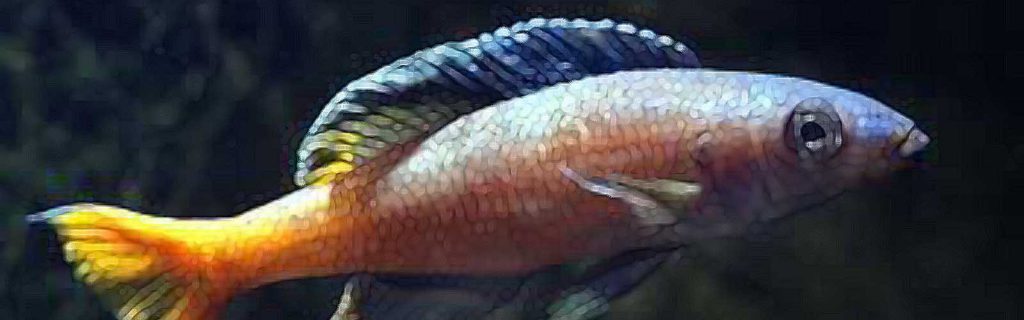 Cyprichromis leptosoma – Sárgafarkú lazacsügér