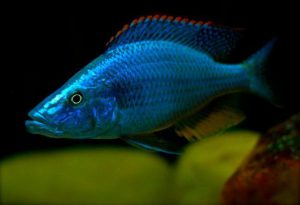 Dimidiochromis compressiceps - Nyasszai bárdsügér