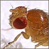 Drosophila - Ikon