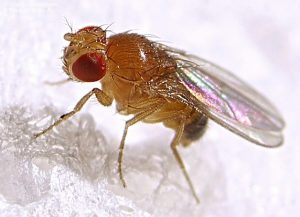 Drosophila melanogaster - ecetmuslica