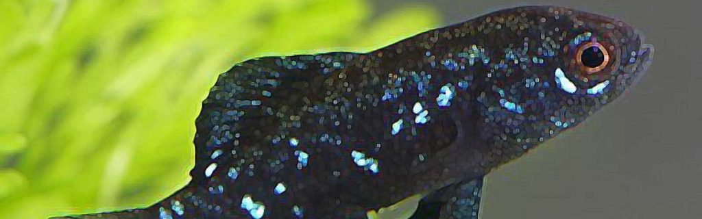 Elassoma evergladei – Fekete törpesügér