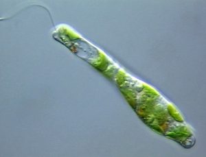 Euglena gracilis - ostorosmoszat