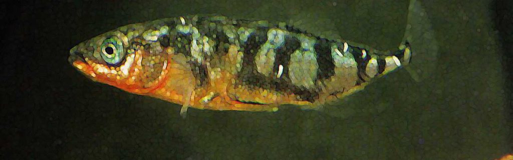 Gasterosteus aculeatus aculeatus – Háromtüskés pikó