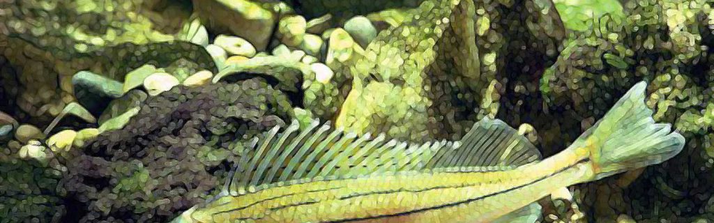 Gymnocephalus schraetser – Selymes durbincs
