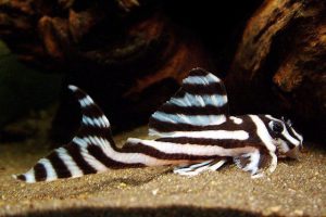 Hypancistrus zebra - Zebraharcsa
