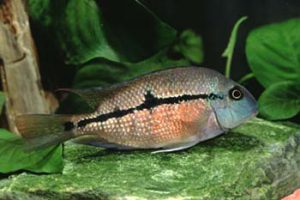 Hypsophrys nicaraguensis - nicaraguai bölcsőszájú hal