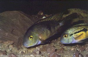 Hypsophrys nicaraguensis - nicaraguai bölcsőszájú hal