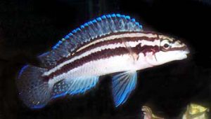 Julidochromis dickfeldi - Barna torpedósügér