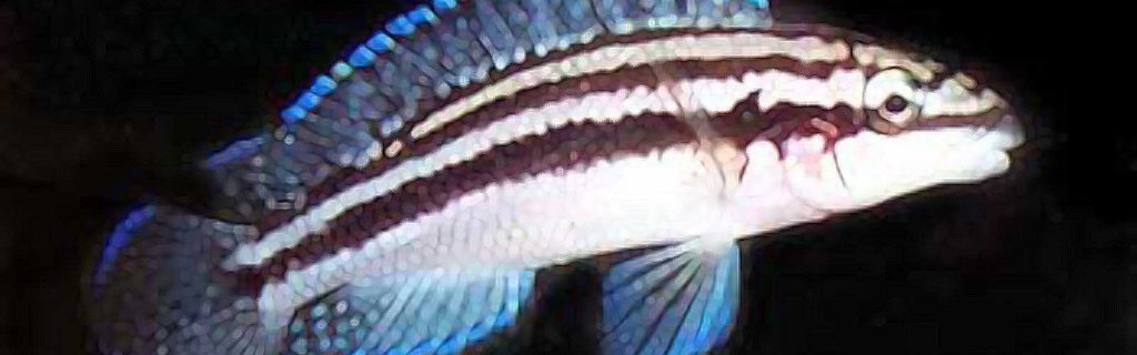 Julidochromis dickfeldi – Barna torpedósügér