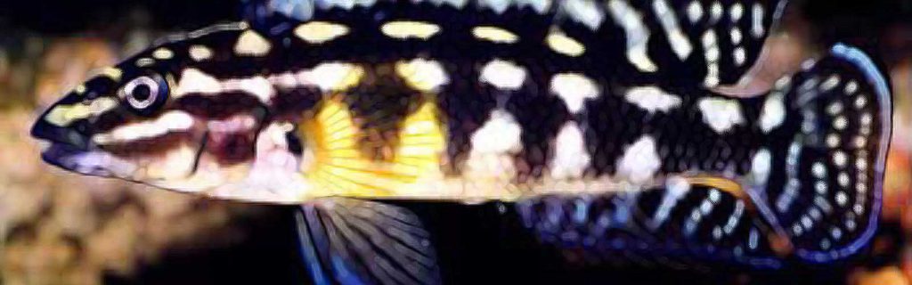 Julidochromis marlieri – Kockás torpedósügér