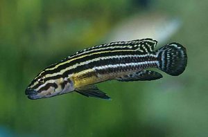 Julidochromis regani - Négycsíkos torpedósügér