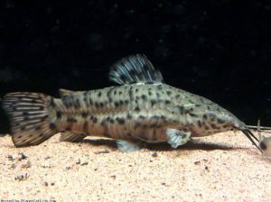 Megalechis thoracata - tarka páncélosharcsa (planetcatfish)