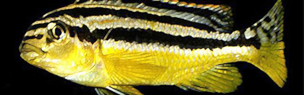 Melanochromis auratus – Türkiz aranysügér