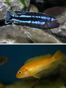 Melanochromis johannii -Indigósügér pár