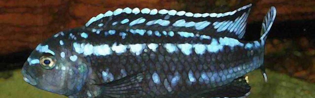 Melanochromis johannii – Indigósügér