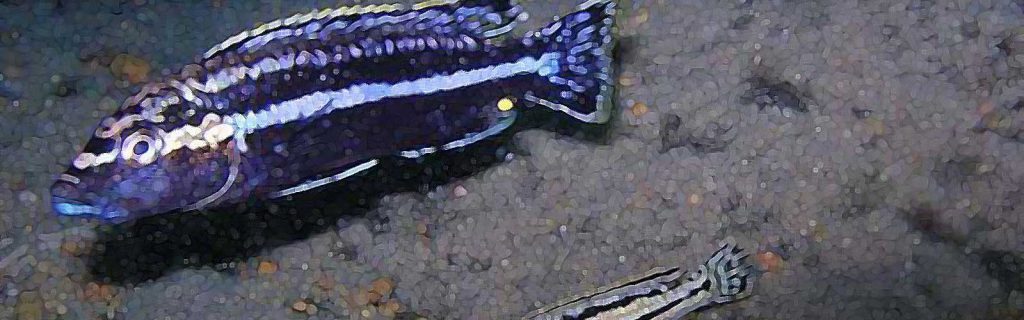 Melanochromis loriae – Tanzániai türkizsügér