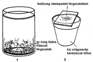 Mikró-tenyészetek- 1 - Mikró-tenyésztőüveg - Sterba nyomán- 2 - a nálunk dívó kávézaccos virágcserépben való Mikró-tenyésztés