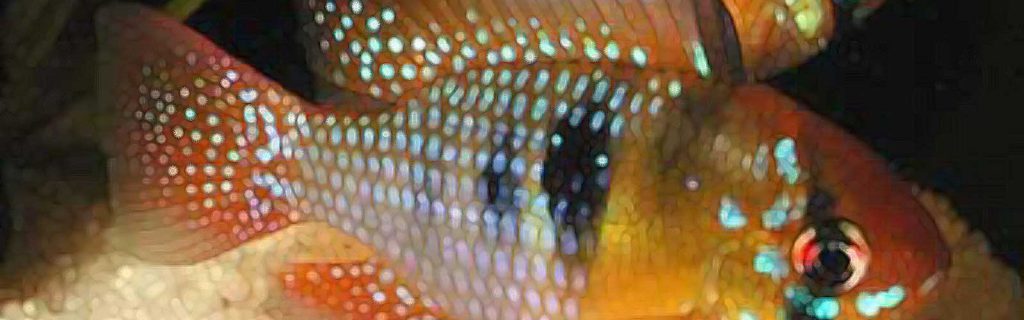 Mikrogeophagus ramirezi – Pillangó törpesügér