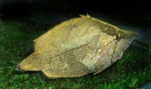 Monocirrhus polyacanthus - Levélhal